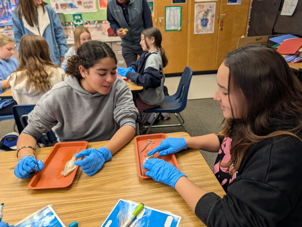 interested in squid dissection