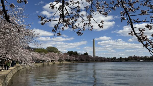 Cherry Blossoms in Washington DC Cherry Blossoms in Washington DC